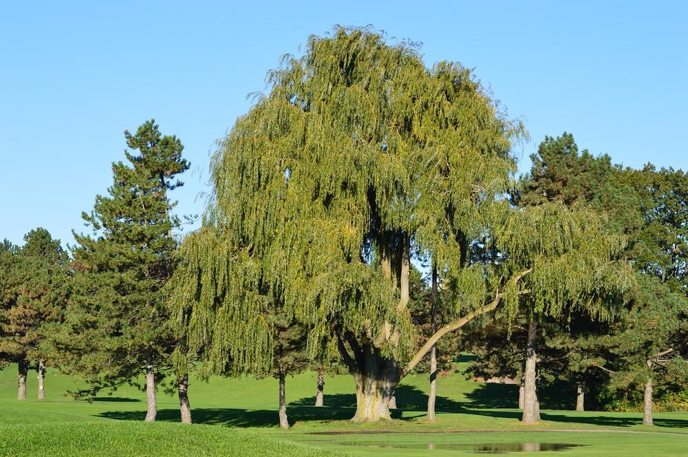 The Spiritual Significance of the Weeping Willow Tree