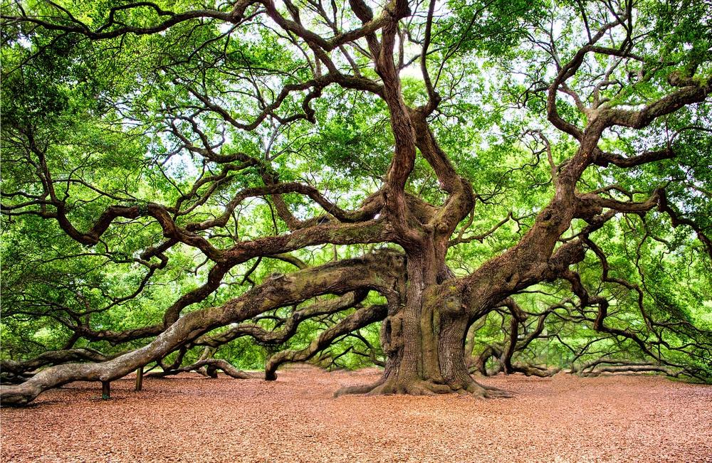 Oak Tree Mythology and Folklore