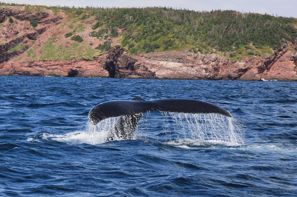 Exploring the Spiritual Symbolism of Whales
