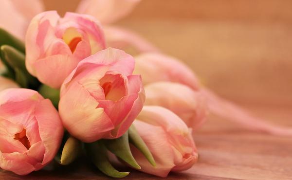What Is the Spiritual Meaning of Tulips