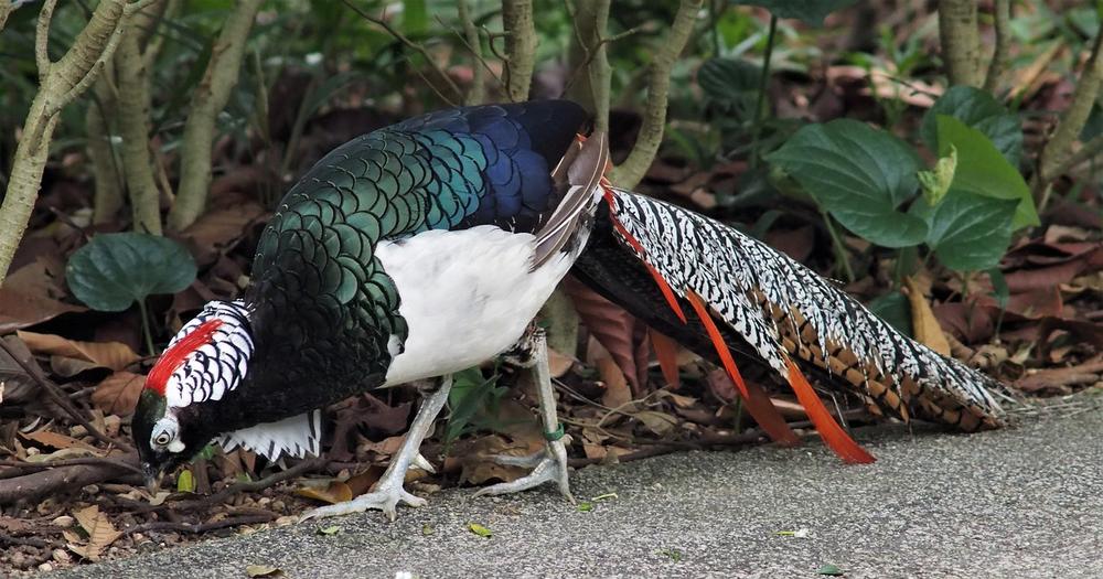 Pheasant Symbolism in Different Cultures