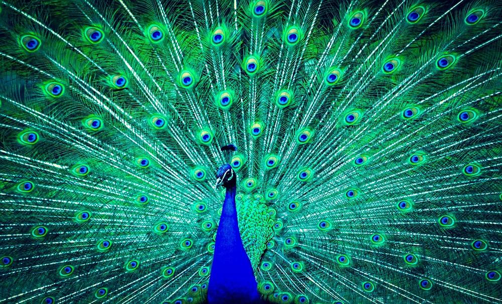 The Spiritual Symbolism of Peacocks