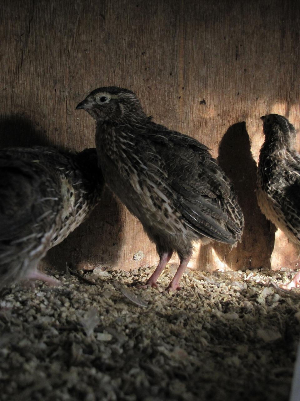 Quail Power Animal Meaning