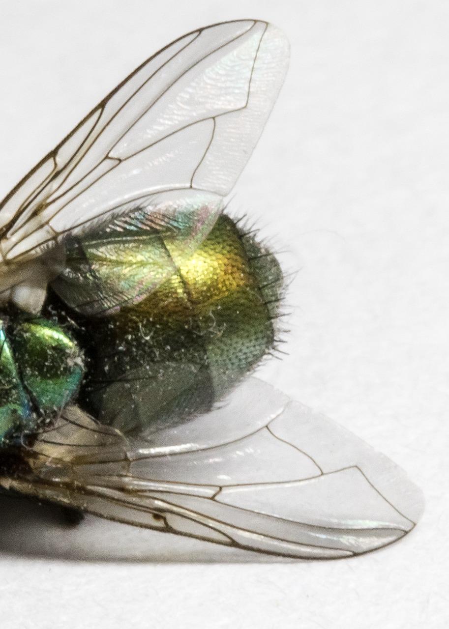 The Multifaceted Symbolism of Dead Flies