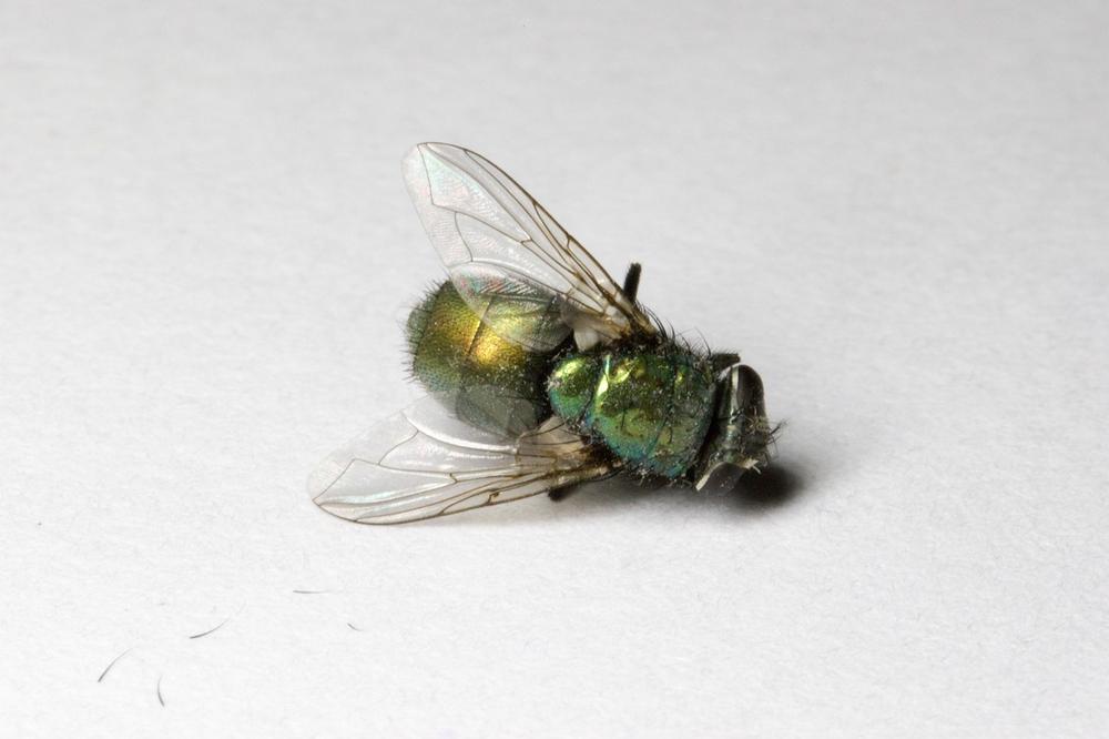 What Is the Spiritual Meaning of the Dead Flies in Your House?