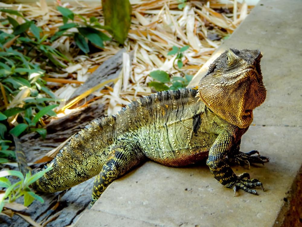 The Protective Nature of Water Dragons