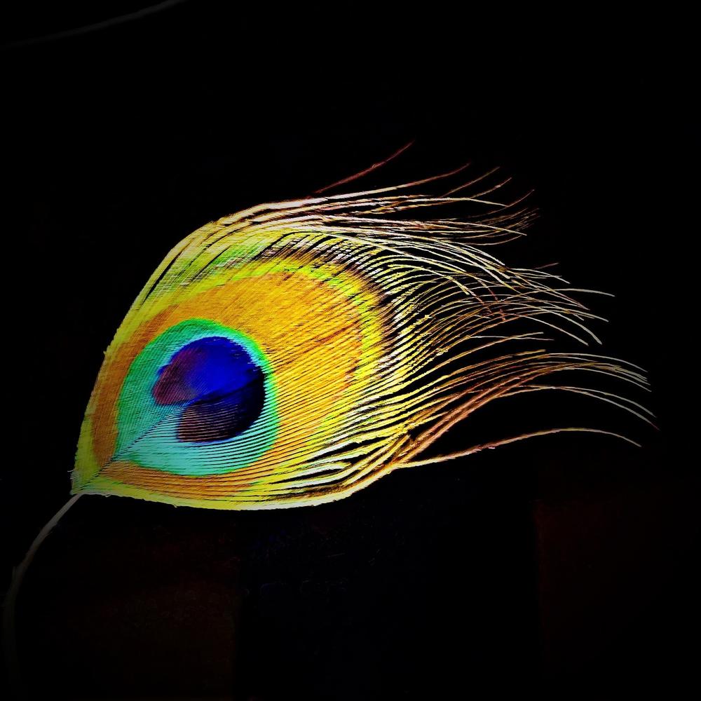 Meaning and Symbolism of Peacock Feathers