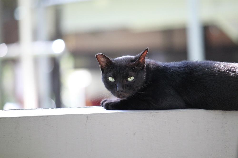 Black Cats as Guardians Against Evil Spirits and Negative Energies