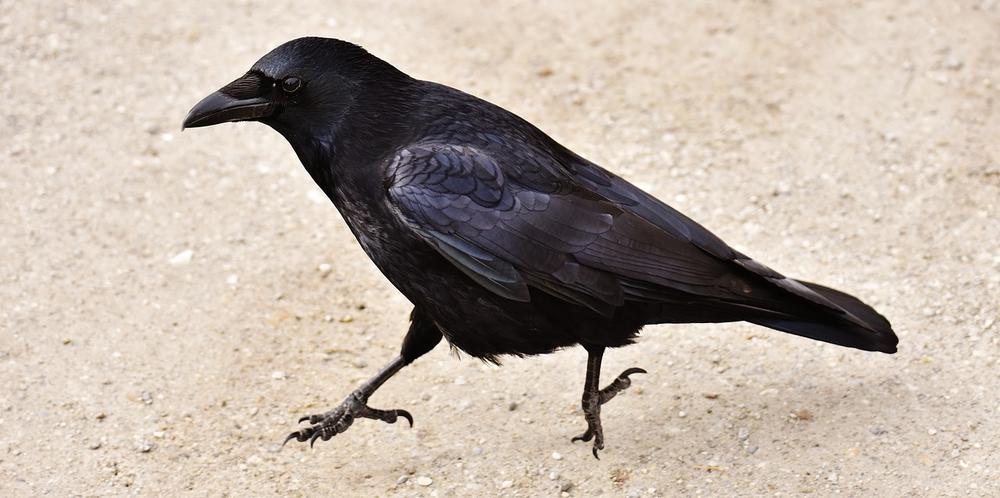 Can a Crow Be a Good Omen?