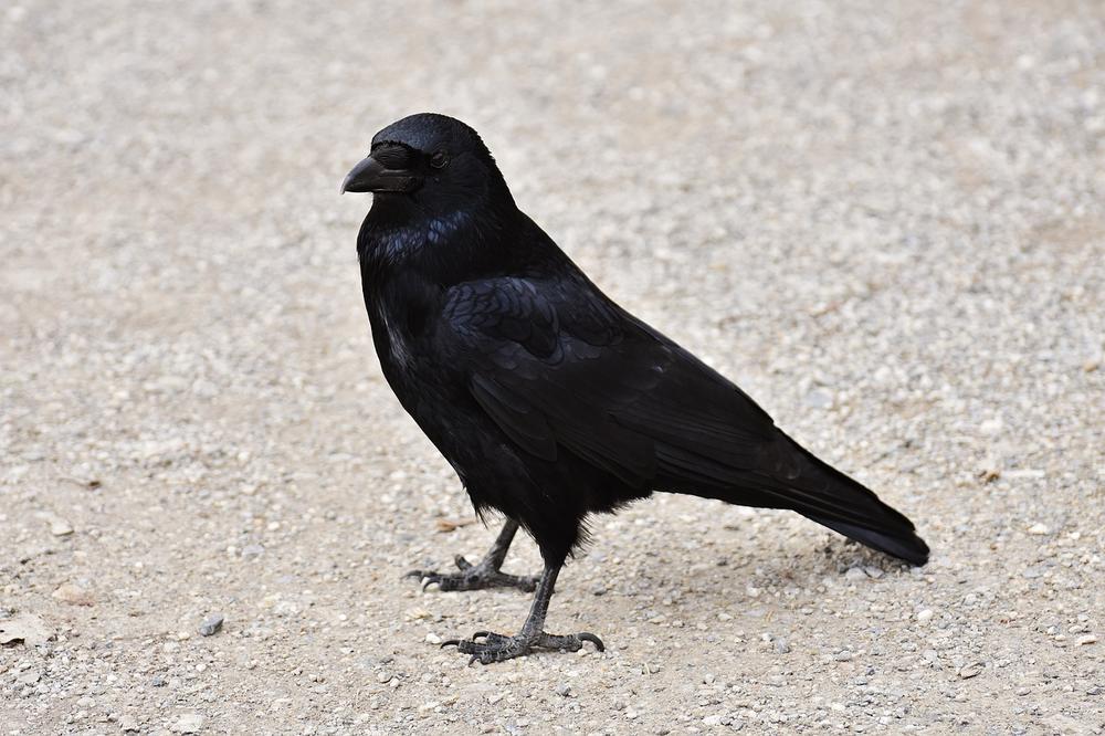 Interpreting the Messages of Crows and Ravens
