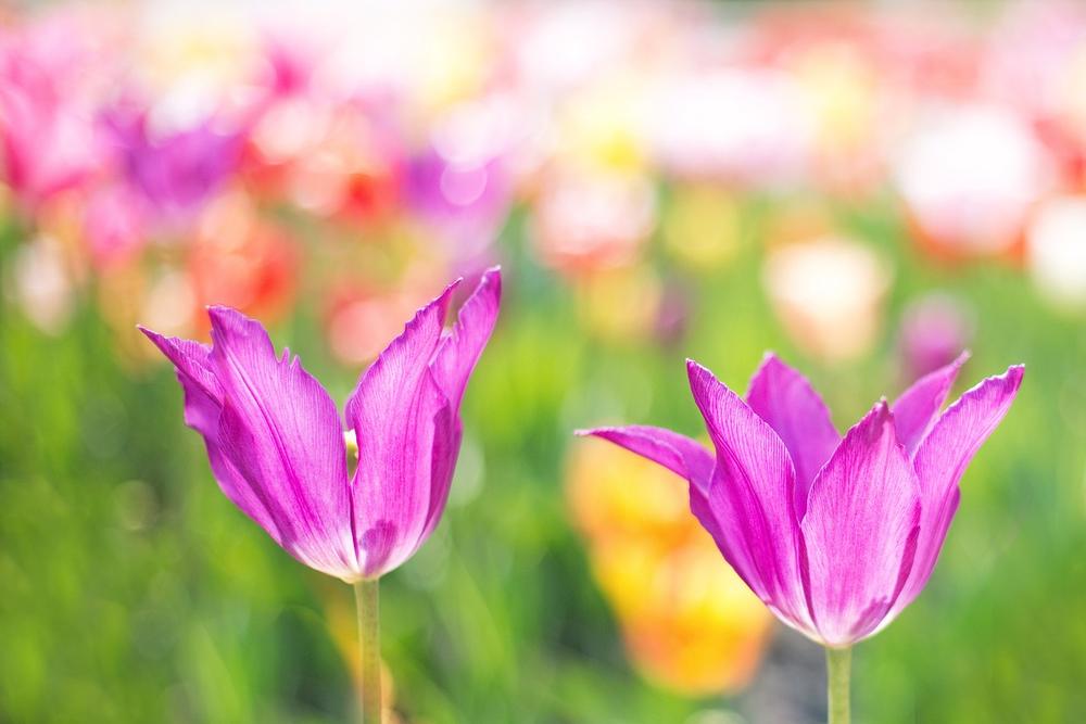 The Profound Symbolism and Spiritual Significance of Tulips