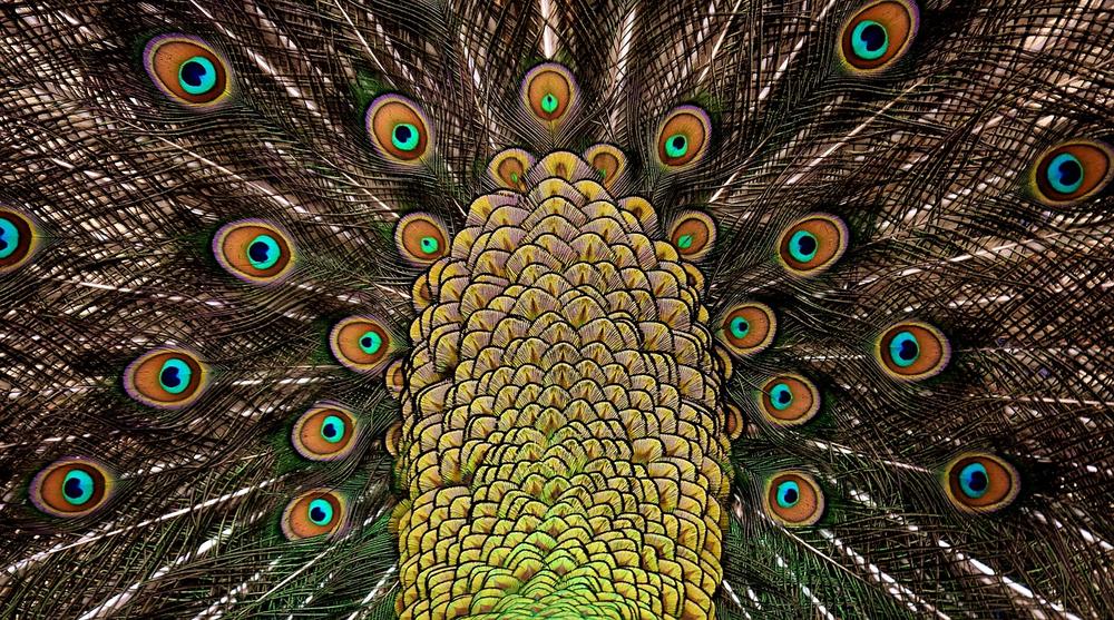 Unleashing the Spiritual Power of Peacock Feathers