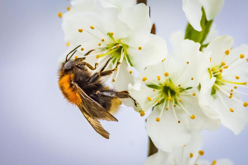 Spiritual Meaning of Bumblebee