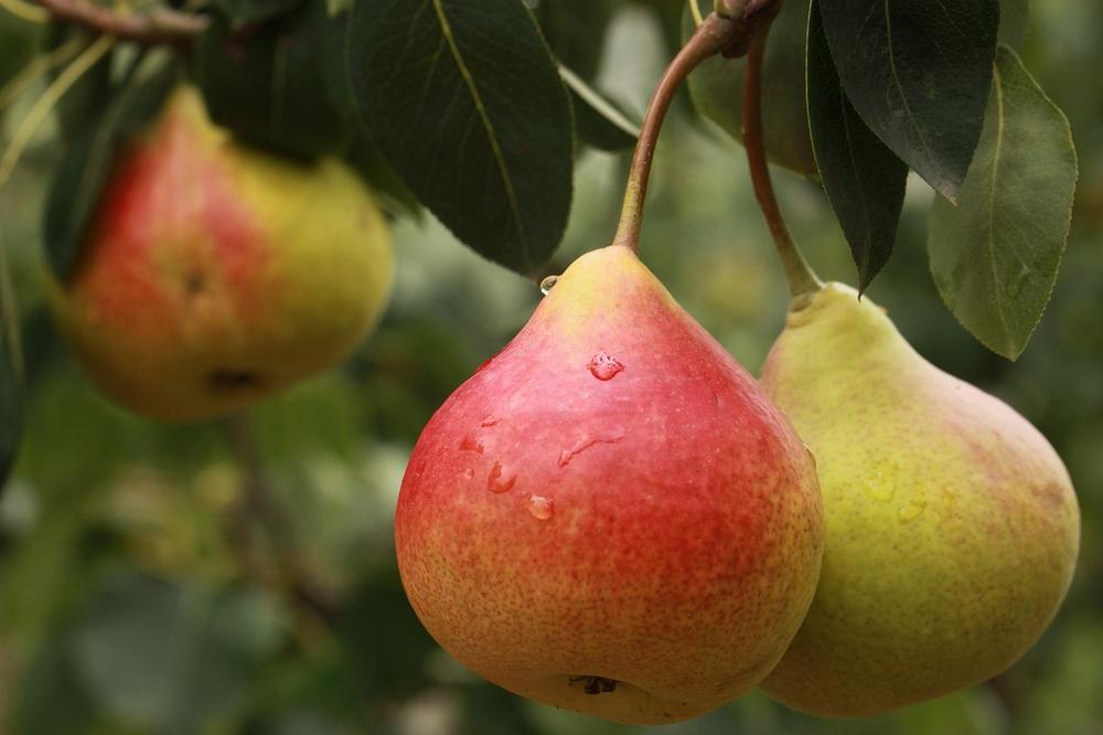 Pear Symbolism in Different Cultures