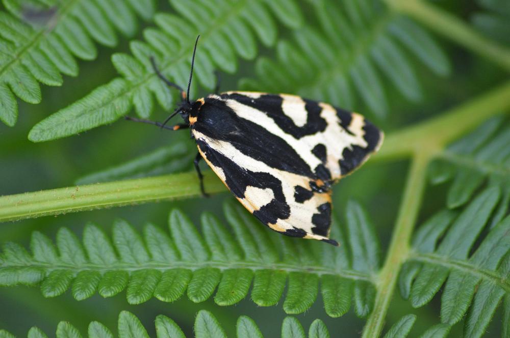 The Tiger Moth as a Messenger From the Universe