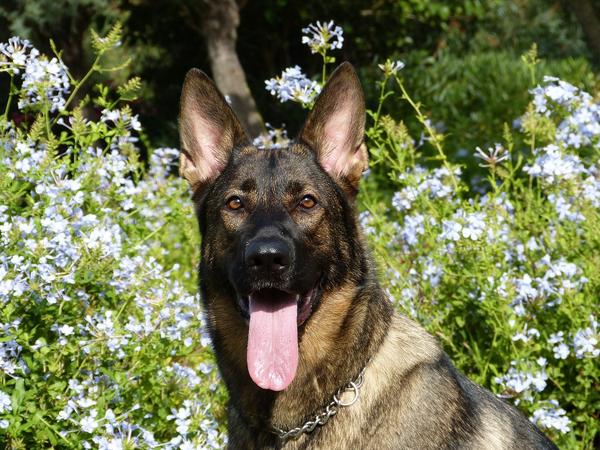 German Shepherd Dog Spiritual Meaning