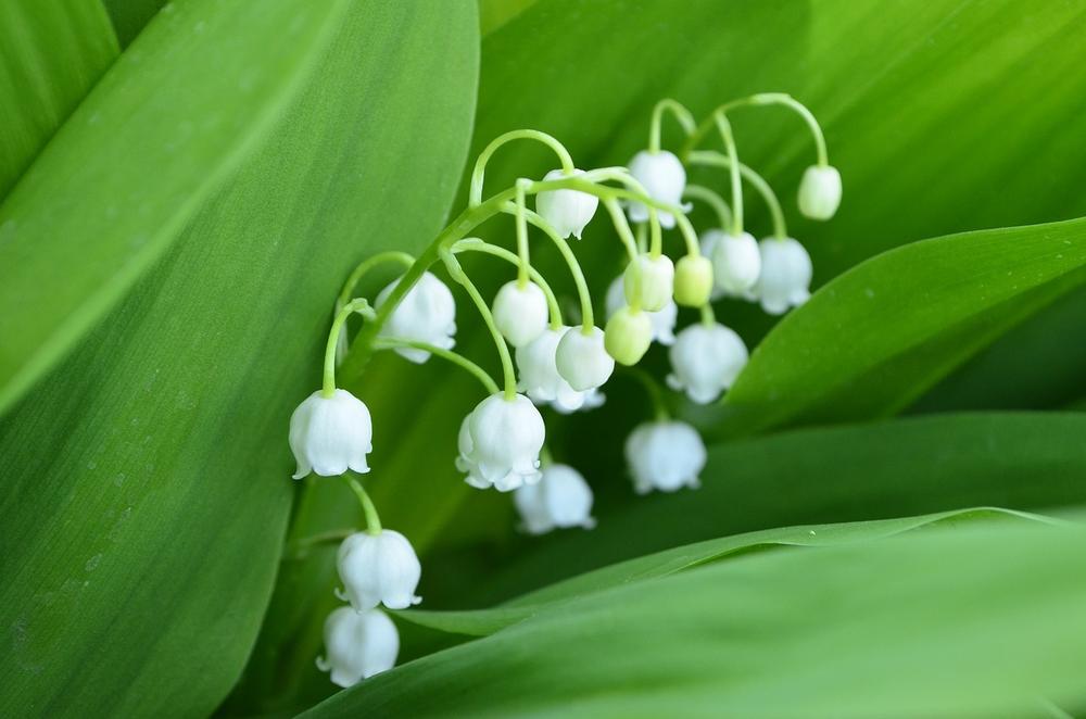 The Symbolic Significance of Lily of the Valley