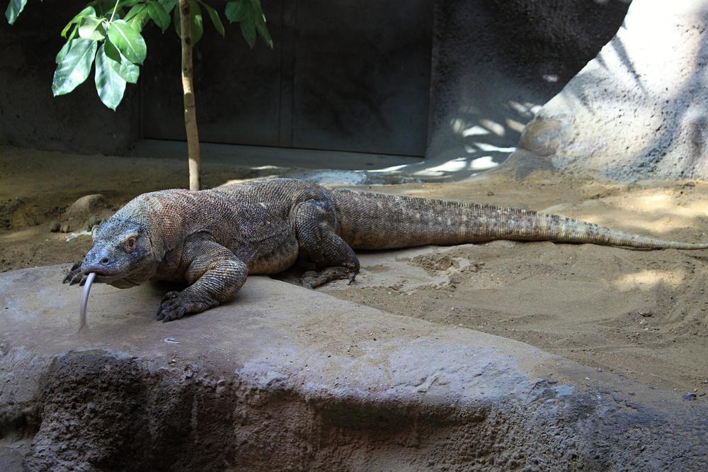 Komodo Dragon Symbolism & Spiritual Meaning