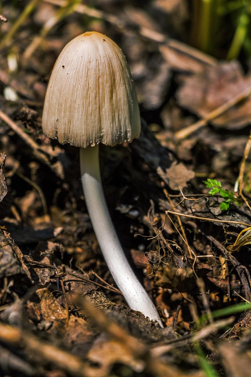 Utilizing Mushroom Symbolism in Personal Growth