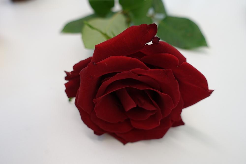 Understanding the Spiritual Symbolism of a Red Rose