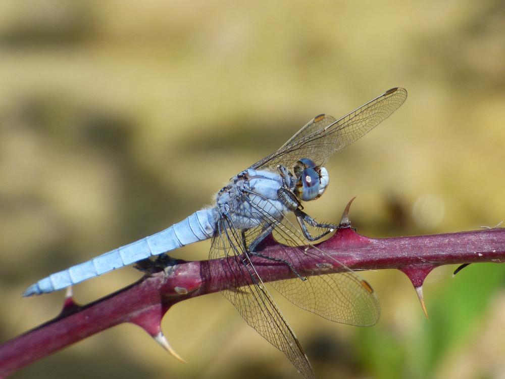 The Spiritual Meaning of a Blue Dragonfly in Love and Relationships