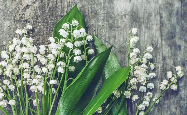 Spiritual Meaning of Lily of the Valley