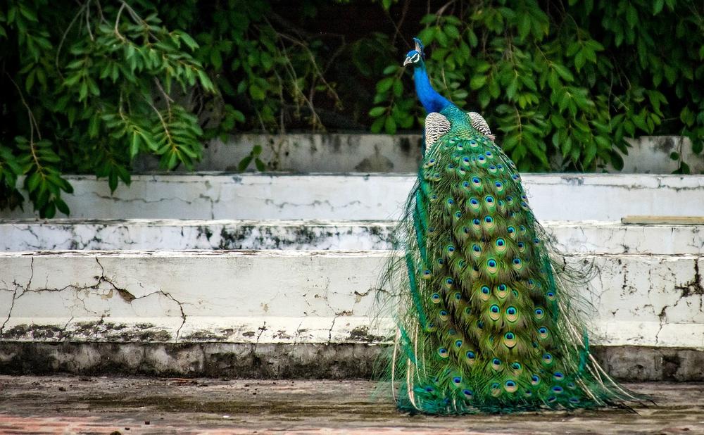 Harnessing the Power of Peacock Symbolism in Twin Flame Journeys