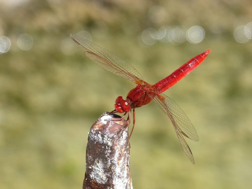 Red Dragonfly as a Symbol of Strength and Power
