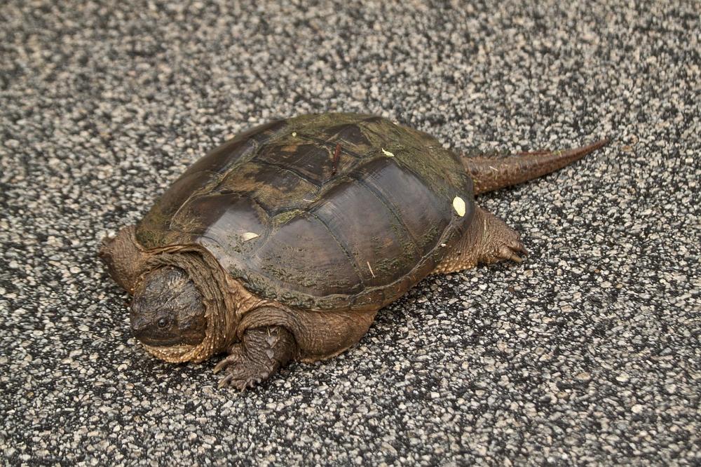 Snapping Turtle Spiritual Meaning