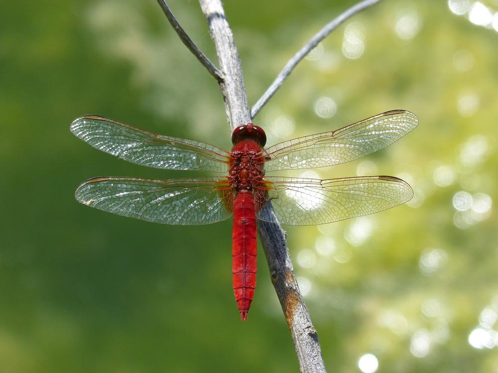 Red Dragonfly as a Symbol of Connection With Departed Loved Ones