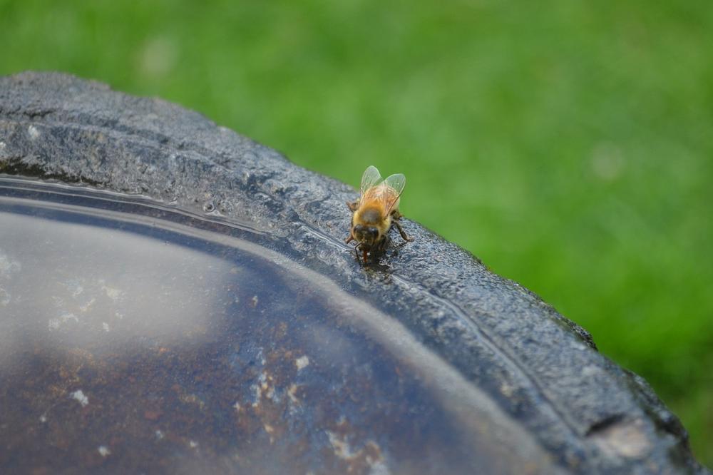 Understanding Bee Poop: The Path to Spiritual Awakening