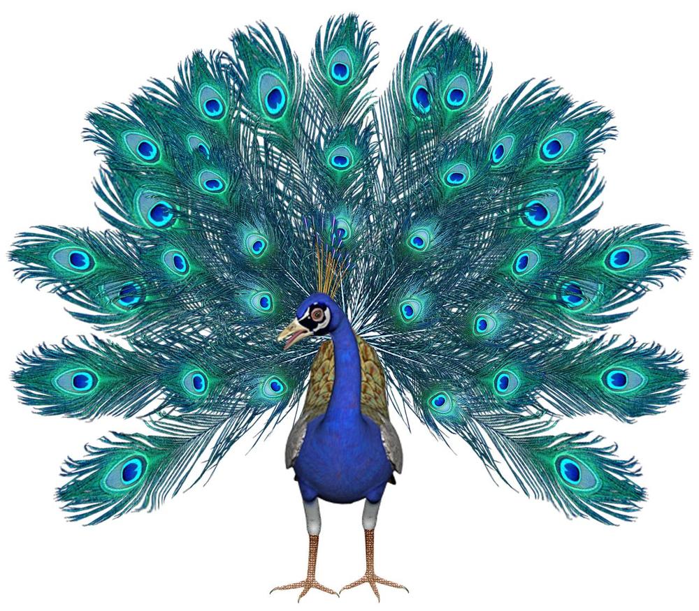 Majestic and Unique Symbolism of the Peacock Spirit Animal