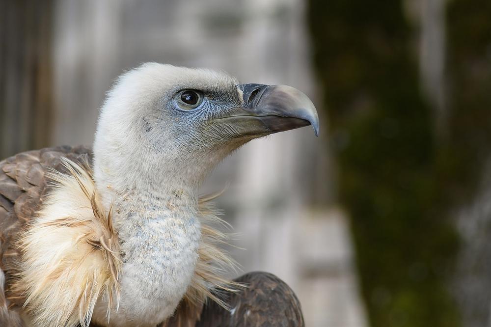 The Resilience and Resourcefulness of Vultures