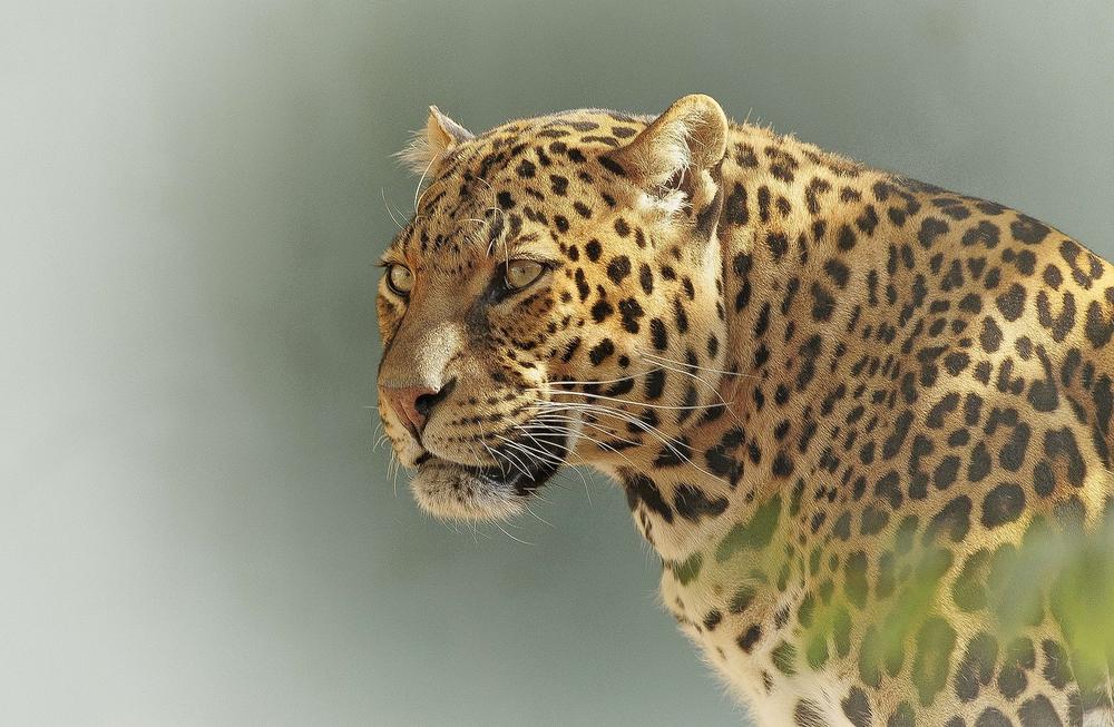 Harnessing the Power of a Leopard’s Spiritual Energy