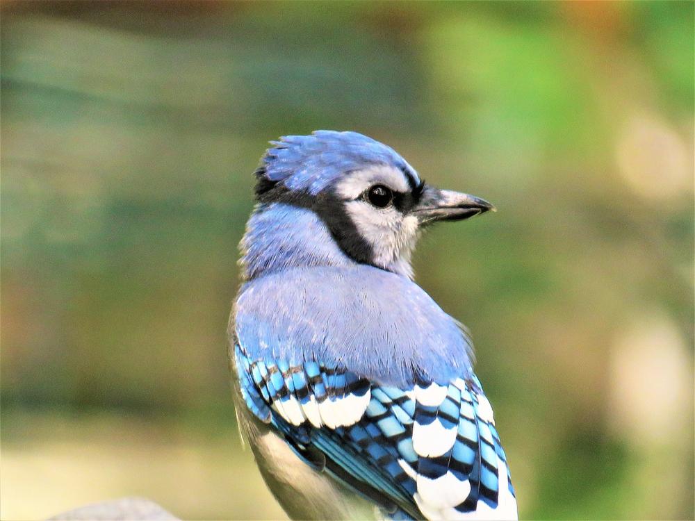Embracing Change and Unleashing Intuition: The Playful Nature of Blue Jays