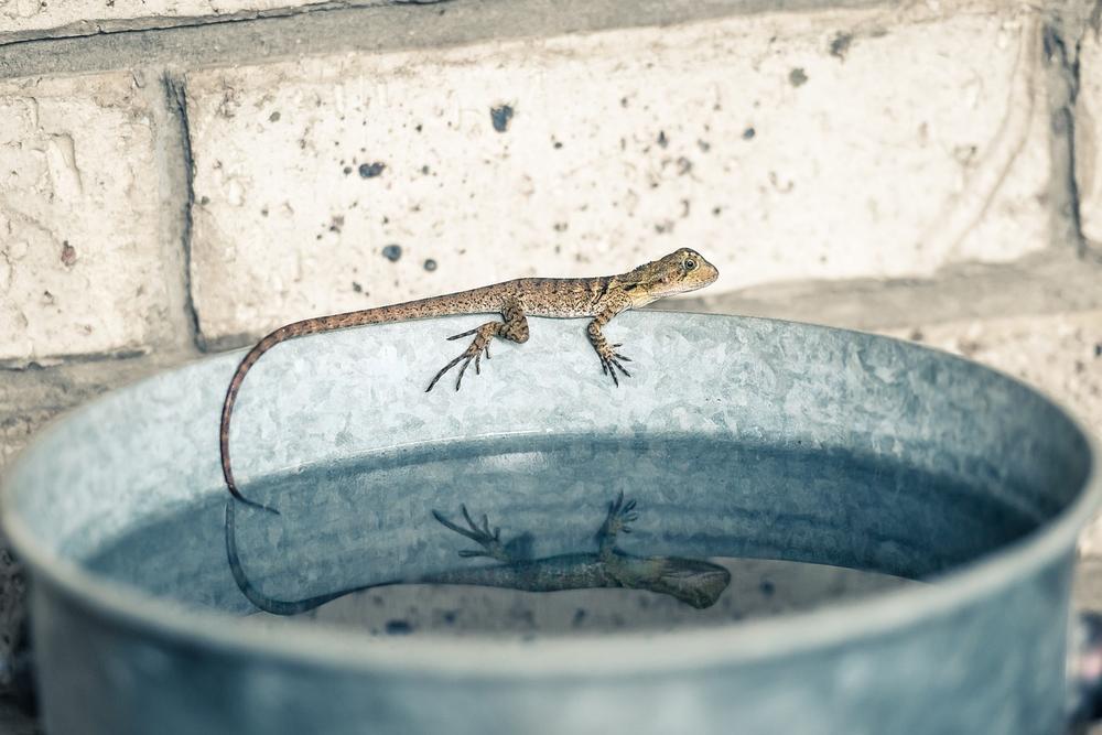 The Healing Powers of Water Dragons