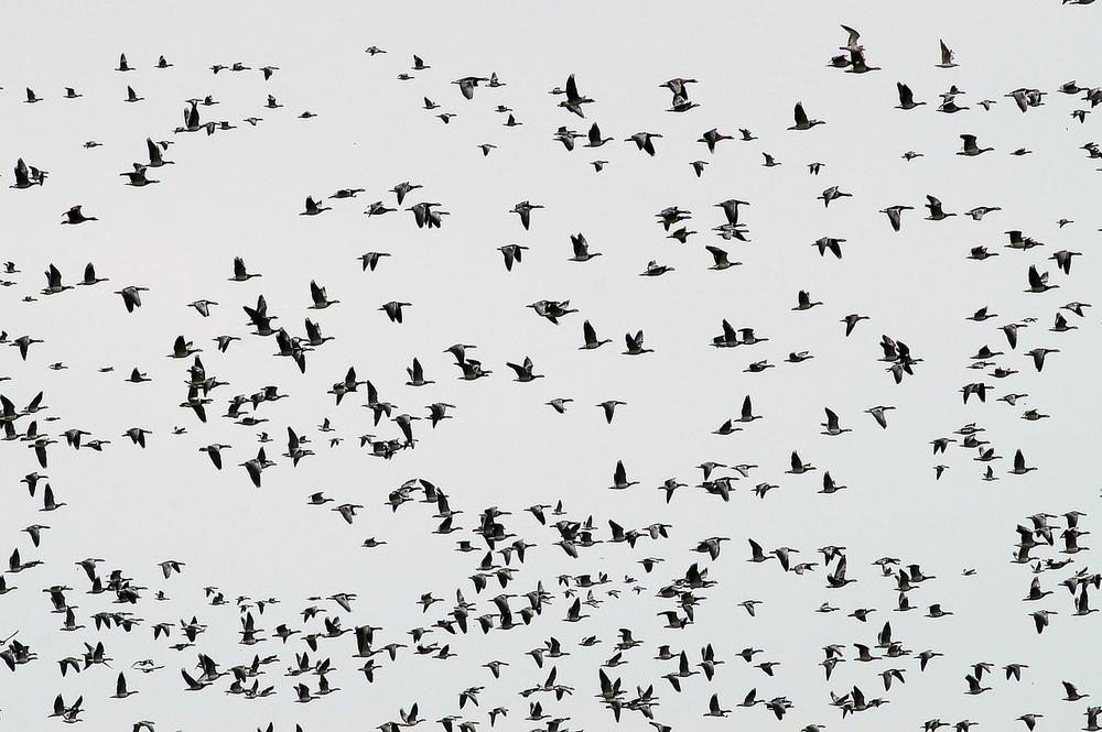 Decoding the Spiritual Wisdom of a Flock of Birds