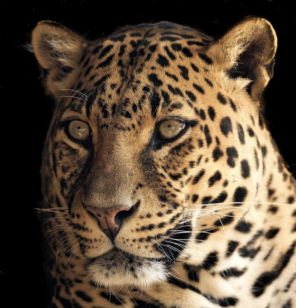 Symbolism and Significance of Leopards in Spirituality