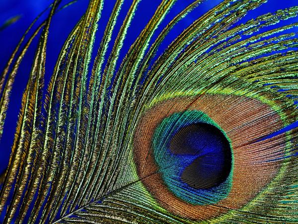 Peacock Feather Spiritual Meaning