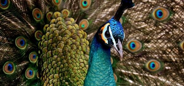 What Is the Spiritual Meaning of a Peacock