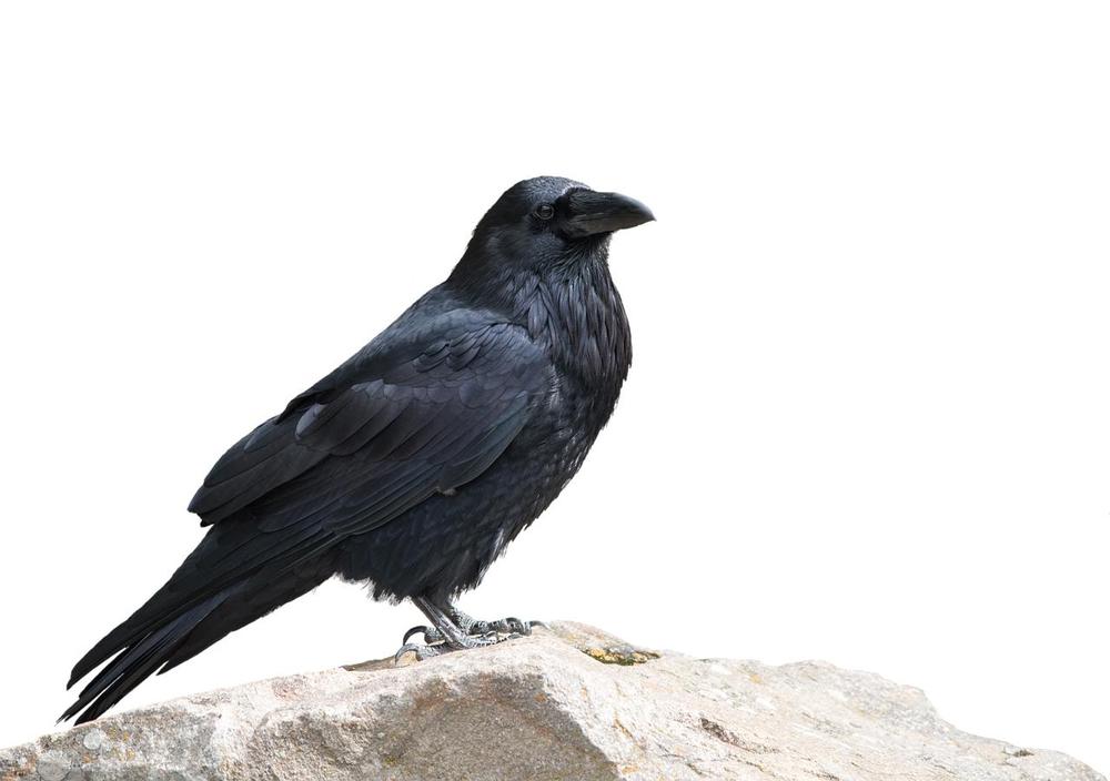 Decoding the Multifaceted Symbolism of Crows
