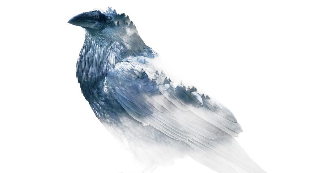 4 Spiritual Meanings Behind the Raven