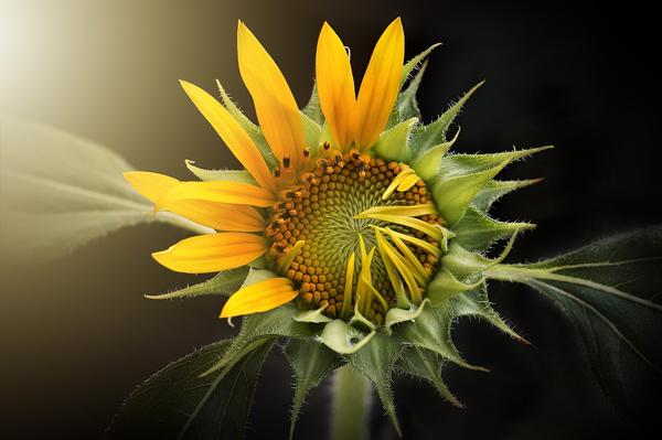 What Is the Spiritual Meaning of a Sunflower