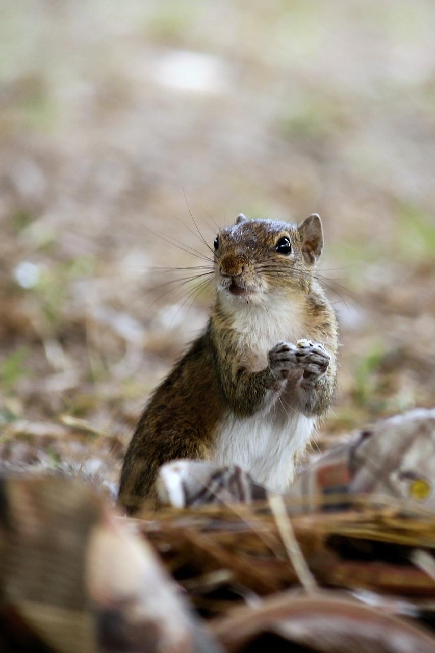 Cultivating a Deeper Connection With Squirrels and Their Spiritual Meaning