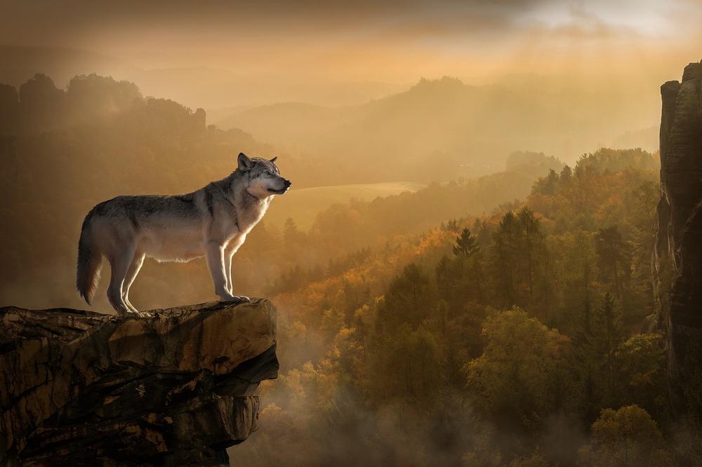 The Key Signs of Spiritual Awakening as a Lone Wolf