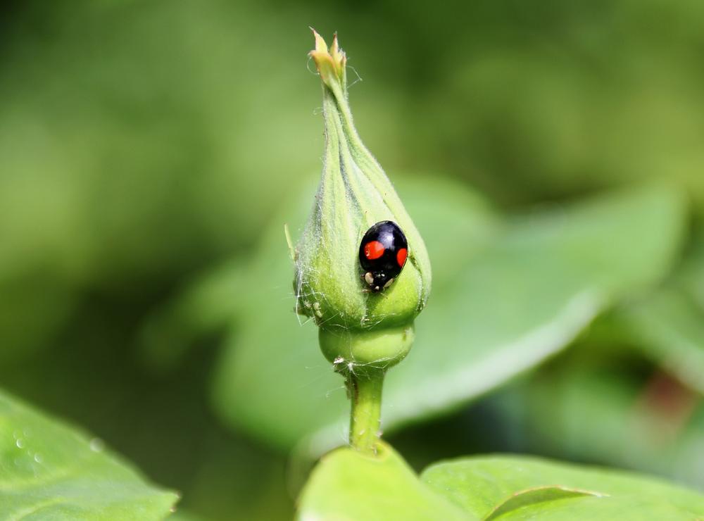 Understanding the Spiritual Meaning of Black Ladybugs