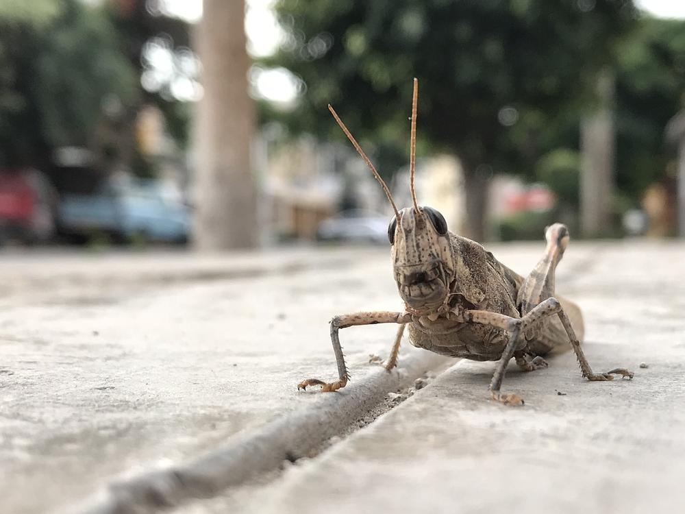 The Connection Between Crickets and Your Inner World