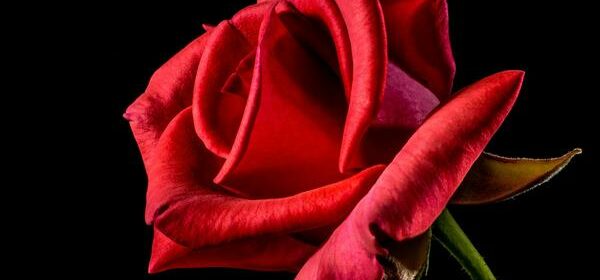 What Is the Spiritual Meaning of a Rose