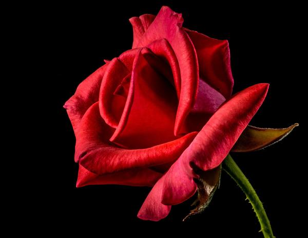 What Is the Spiritual Meaning of a Rose