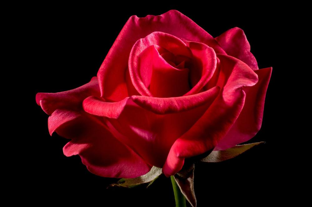 Red Roses in Religious Ceremonies and Rituals
